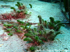 Dasycladus vermicularis