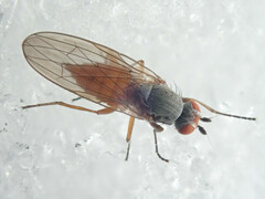 Heteromyza