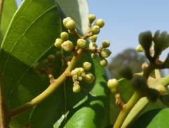 Cryptocarya wightiana