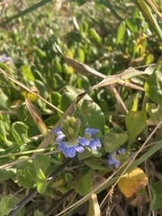 Scaevola calendulacea