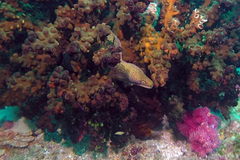 Gymnothorax flavimarginatus