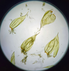 Hylocomiastrum umbratum