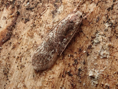 Agonopterix hypericella