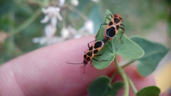 Tropidothorax sternalis