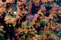 Gymnothorax flavimarginatus