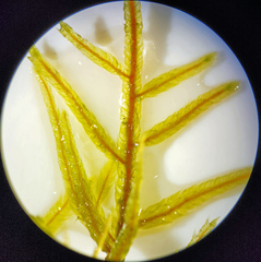 Hylocomiastrum umbratum