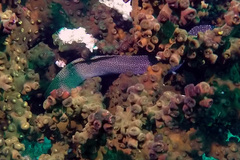 Gymnothorax flavimarginatus