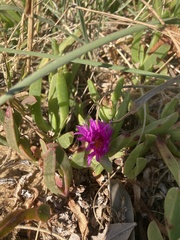 Carpobrotus glaucescens