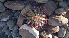 Ferocactus pilosus
