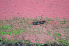 Pachycondyla crassinoda