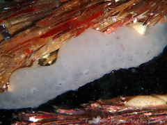 Eudistoma banyulense