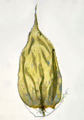 Hylocomiastrum umbratum