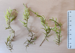 Hylocomiastrum umbratum