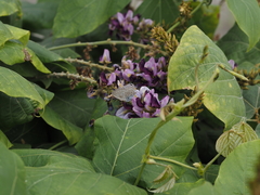 Catochrysops panormus exiguus