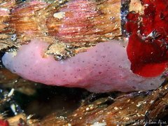 Eudistoma banyulense