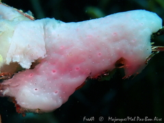 Eudistoma banyulense