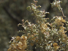 Atriplex lampa