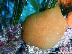 Eudistoma banyulense