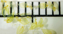 Hylocomiastrum umbratum