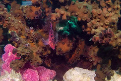 Cirrhitichthys oxycephalus