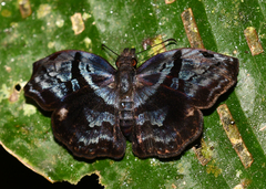 Helias phalaenoides