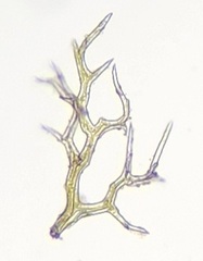 Hylocomiastrum umbratum