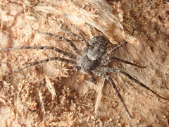 Philodromus margaritatus
