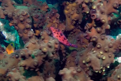 Cirrhitichthys oxycephalus