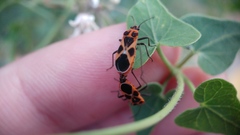 Tropidothorax sternalis