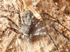 Philodromus margaritatus