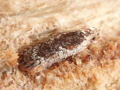 Agonopterix hypericella