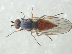 Heteromyza