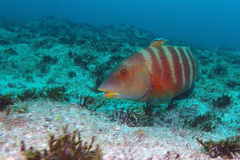 Anchichoerops natalensis