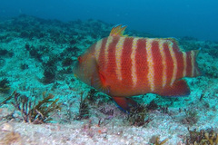 Anchichoerops natalensis