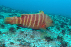 Anchichoerops natalensis