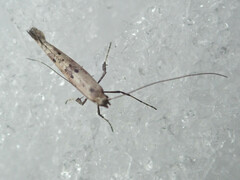Caloptilia populetorum