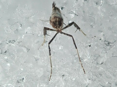 Caloptilia populetorum