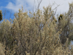Atriplex lampa