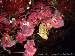 Lithophyllum stictaeforme