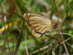 Argyrophenga antipodum