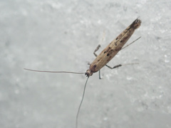 Caloptilia populetorum