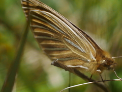 Argyrophenga antipodum