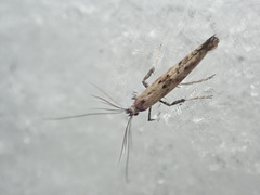 Caloptilia populetorum