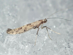 Caloptilia populetorum