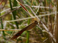 Argyrophenga antipodum