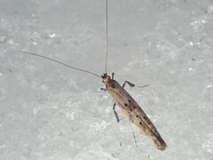 Caloptilia populetorum