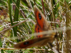Argyrophenga antipodum