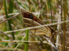 Argyrophenga antipodum