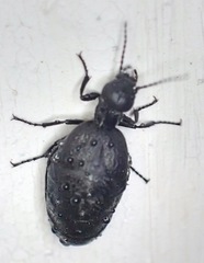 Eurymeloe