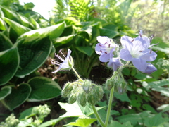 Hydrophyllum appendiculatum
